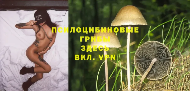 Галлюциногенные грибы MAGIC MUSHROOMS  нарко площадка телеграм  Баймак 